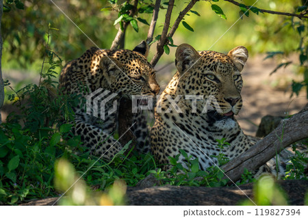 Leopard cub walks by mother in bushes Leopard cub walks by mother in bushes 119827394