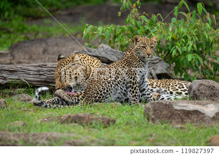 Leopard lies licking paw by seated cub 119827397