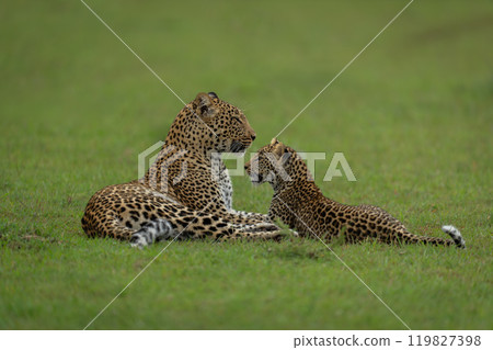 Leopard lies with cub on short grass Leopard lies with cub on short grass 119827398