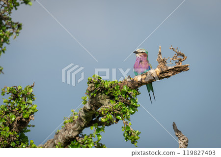 Lilac-breasted roller against blue sky on branch Lilac-breasted roller against blue sky on branch 119827403