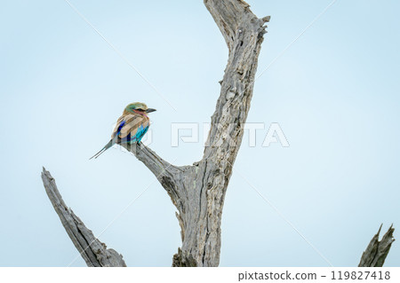Lilac-breasted roller on cracked tree in profile Lilac-breasted roller on cracked tree in profile 119827418
