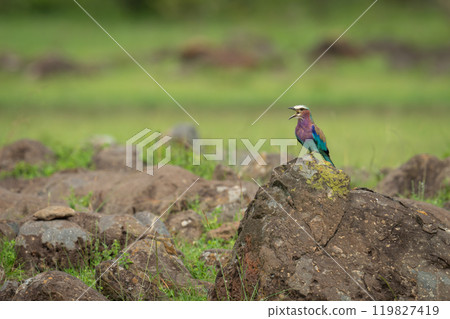 Lilac-breasted roller on lichen-covered rock opens beak Lilac-breasted roller on lichen-covered rock opens beak 119827419