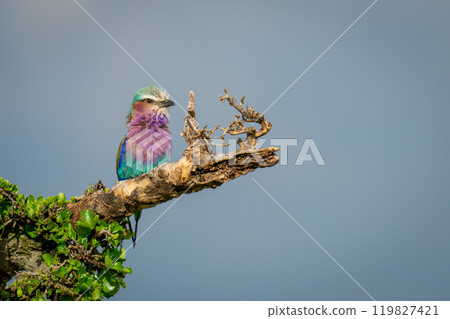 Lilac-breasted roller on tree against blue sky 119827421