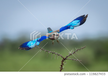Lilac-breasted roller spreads wings over whistling thorns Lilac-breasted roller spreads wings over whistling thorns 119827433
