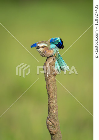 Lilac-breasted roller takes off from vertical branch Lilac-breasted roller takes off from vertical branch 119827435