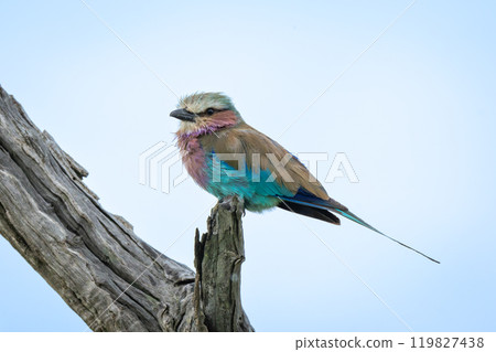 Lilac-breasted roller watches camera from dead tree 119827438