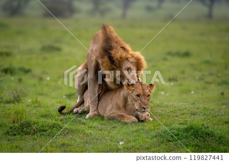 Lion bites neck of lioness during mating 119827441