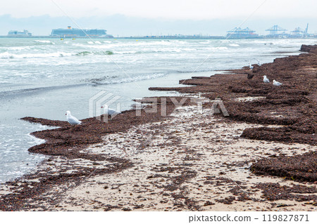 Seaweed Debris Covering Sandy Beach in Overcast Weather by the Coast Seaweed Debris Covering Sandy Beach in Overcast Weather by the Coast 119827871