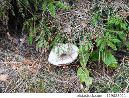 A small white mushroom is currently growing in the lush grass A small white mushroom is currently growing in the lush grass 119828011