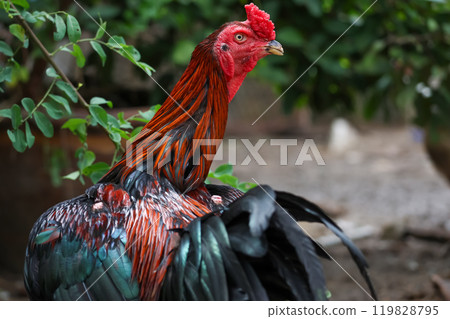 The fighting cock in garden nature farm The fighting cock in garden nature farm 119828795