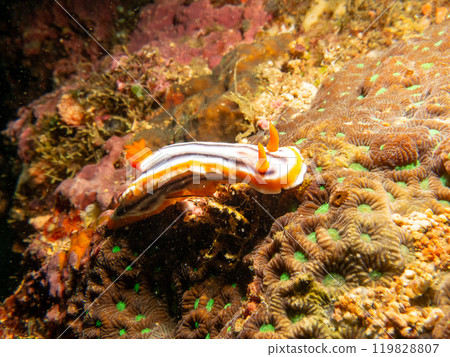 A Chromodoris annae nudibranch crawling on hard corals in Puerto Galera, Philippines A Chromodoris annae nudibranch crawling on hard corals in Puerto Galera, Philippines 119828807