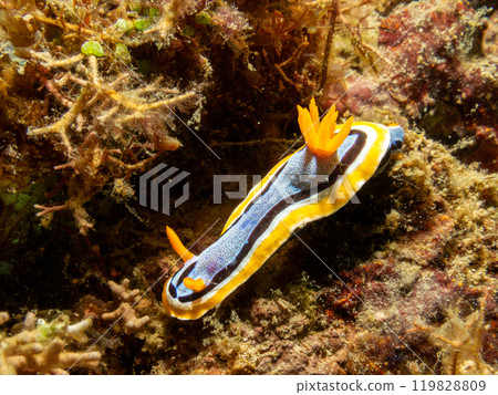 A Chromodoris annae nudibranch crawling on hard corals in Puerto Galera, Philippines A Chromodoris annae nudibranch crawling on hard corals in Puerto Galera, Philippines 119828809