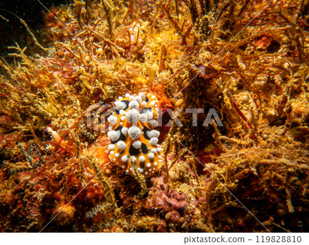 Bright yellow and white Ocellated Phyllidia nudibranch, Phyllidia ocellata, a dorid nudibranch 119828810