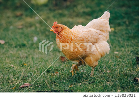 Beautiful adult chicken with colorful plumage walks on the grass and looks at the camera. Portrait of a farm laying hen. Farm animals, chicken. Agriculture and chicken breeding. Modern agriculture. Beautiful adult chicken with colorful plumage walks on the grass and looks at the camera. Portrait of a farm laying hen. Farm animals, chicken. Agriculture and chicken breeding. Modern agriculture. 119829021
