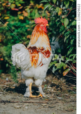 A beautiful adult rooster with colorful plumage stands near a colorful bush and looks at the camera. Portrait of a stately leader rooster. Farm animals, rooster. Agriculture and chicken breeding. A beautiful adult rooster with colorful plumage stands near a colorful bush and looks at the camera. Portrait of a stately leader rooster. Farm animals, rooster. Agriculture and chicken breeding. 119829022