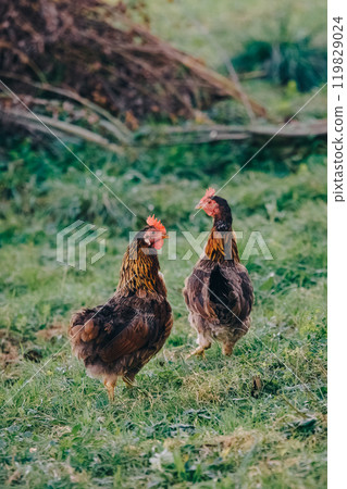 Two laying hens graze in a meadow on a farm. The hens look at the camera, preparing to escape in case of danger. Growing chickens for natural meat and eggs. Poultry farming, modern agriculture. 119829024