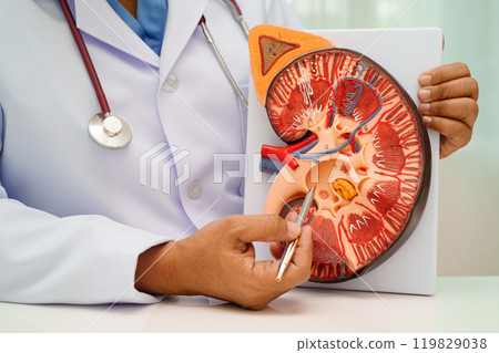 Chronic kidney disease, doctor with model for treatment urinary system, urology, Estimated glomerular filtration rate eGFR. Chronic kidney disease, doctor with model for treatment urinary system, urology, Estimated glomerular filtration rate eGFR. 119829038