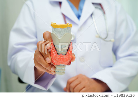 Hyperthyroidism, Overactive Thyroid, Thyroid Lymphoma, Asian doctor with thyroid gland human anatomy model in hospital. Hyperthyroidism, Overactive Thyroid, Thyroid Lymphoma, Asian doctor with thyroid gland human anatomy model in hospital. 119829126