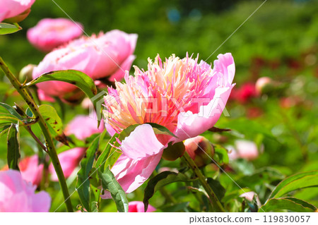 Flowering pink peonies in a spring botanical formal garden orchard. Fragrant open flower buds in green summer park in a flower bed. Floriculture, horticulture. Growing plants care. 119830057
