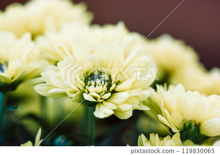 Gorgeous pale yellow green small chrysanthemums buds petals. Bulbous bloom. Gorgeous pale yellow green small chrysanthemums buds petals. Bulbous bloom. 119830065