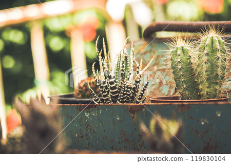 Haworthiopsis reinwardtii succulent cacti plant cactuses in garden flower pots Haworthiopsis reinwardtii succulent cacti plant cactuses in garden flower pots 119830104