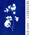 Sun print of hydrangea flowers. Floral illustration. Botanical illustration. Garden plants. Floral arrangement. Plant silhouettes. White on blue. Cyanotype. 119830286