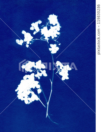 Sun print of hydrangea flowers. Floral illustration. Botanical illustration. Garden plants. Floral arrangement. Plant silhouettes. White on blue. Cyanotype. Sun print of hydrangea flowers. Floral illustration. Botanical illustration. Garden plants. Floral arrangement. Plant silhouettes. White on blue. Cyanotype. 119830286