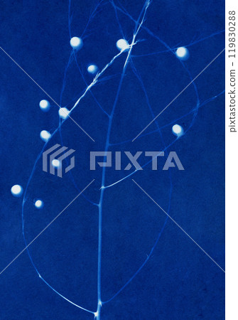 Cyanotype of plants. Plant illustration. Botanical illustration. Forest plants. Wild flowers. Wild vegetation. Floral arrangement. Plant silhouettes. White on blue. Hand made sun print. Cyanotype of plants. Plant illustration. Botanical illustration. Forest plants. Wild flowers. Wild vegetation. Floral arrangement. Plant silhouettes. White on blue. Hand made sun print. 119830288