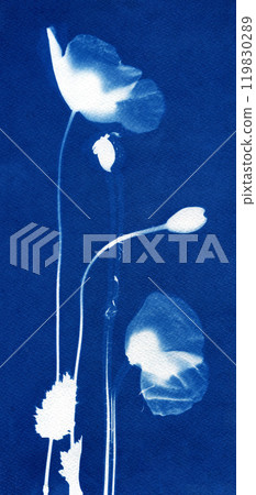 Silhouettes of poppies on a blue background. Poppy flowers illustration. Floral arrangement. Botanical illustration. Silhouettes of poppies on a blue background. Poppy flowers illustration. Floral arrangement. Botanical illustration. 119830289