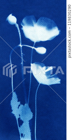 Poppy flowers illustration. Botanical illustration. Floral arrangement. Plant silhouette. White on blue. Cyanotype creation process. Sun print. Poppy flowers illustration. Botanical illustration. Floral arrangement. Plant silhouette. White on blue. Cyanotype creation process. Sun print. 119830290