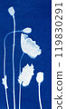 Poppies background. Botanical composition. Floral arrangement. Poppies silhouette. Cyanotype process. Sun print of dried flowers. 119830291