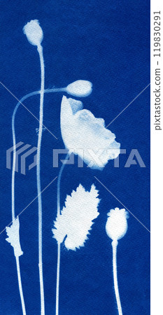 Poppies background. Botanical composition. Floral arrangement. Poppies silhouette. Cyanotype process. Sun print of dried flowers. 119830291