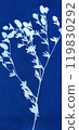 Botanical illustration in Prussian blue color. Cyanotypes, a kind of antique photography with freshly cut or dried plabts. Blue cyanotype of herbs and flowers. A Sun Print. Silhouettes of plants. 119830292