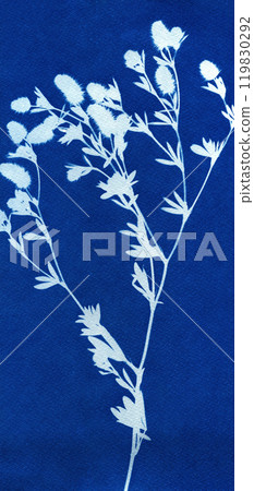 Botanical illustration in Prussian blue color. Cyanotypes, a kind of antique photography with freshly cut or dried plabts. Blue cyanotype of herbs and flowers. A Sun Print. Silhouettes of plants. 119830292