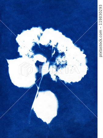 Hydrangea illustration. Gardening and flowers. Blue cyanotype print. Creative solution. Home decoration. 119830293