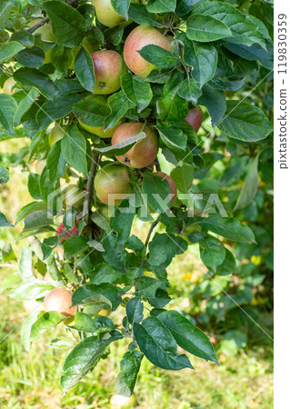 Red apples on the green tree. Garden harvest. 119830359