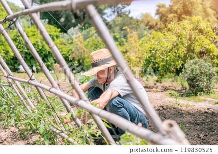 Gardener Tending Plants in Sunny Garden Gardener Tending Plants in Sunny Garden 119830525
