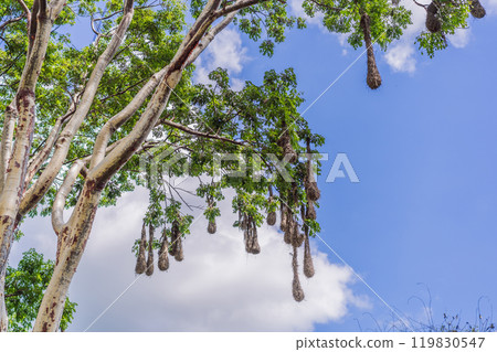 Bird nests of Montezuma Oropendola hanging from tree branches against a cloudy sky. Nature, wildlife, and habitat concept 119830547