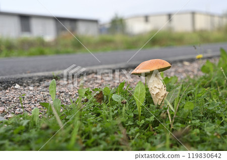 a single orange-cap mushroom growing near a roadside on a patch of grass and gravel 119830642