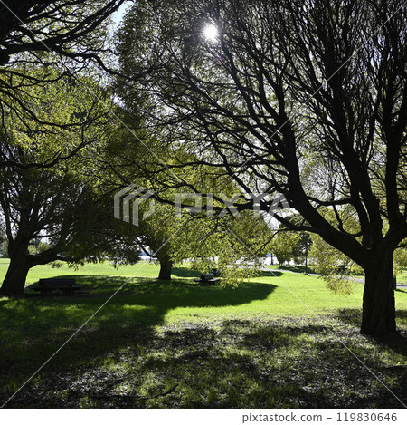 a tranquil park setting, with sunlight filtering through the branches of large, leafy trees a tranquil park setting, with sunlight filtering through the branches of large, leafy trees 119830646