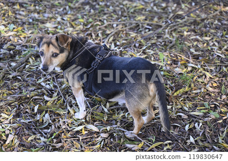 a small, mixed-breed dog standing outdoors, looking alert while wearing a black harness 119830647