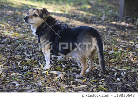 a small, mixed-breed dog standing outdoors, looking alert while wearing a black harness 119830648