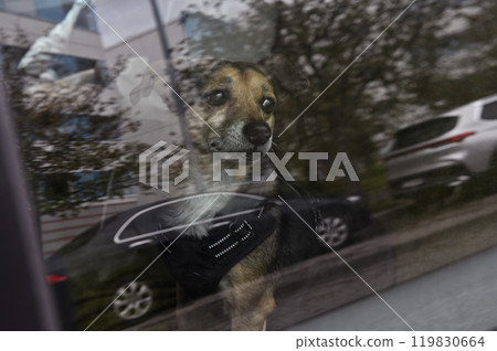 a small dog inside a car, looking out of the window with a thoughtful expression 119830664