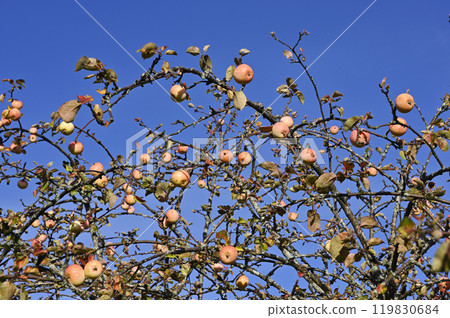 the branches of a fruit-bearing tree laden with small, ripe apples set against a clear, vibrant blue sky 119830684