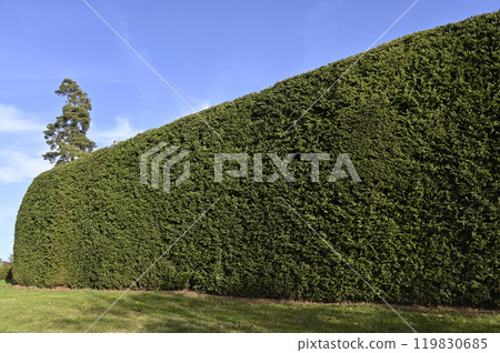a large, meticulously trimmed green hedge under a clear blue sky a large, meticulously trimmed green hedge under a clear blue sky 119830685