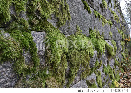 a close-up view of an aged stone wall covered in lush, green moss a close-up view of an aged stone wall covered in lush, green moss 119830744