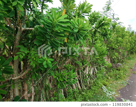 The fence was made of live cacti by hand. The fence was made of live cacti by hand. 119830841
