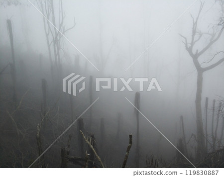 Jungle in the mountains in the fog after a storm. Forest in the fog. Trees, palm trees and branches are broken around after a volcanic eruption. 119830887