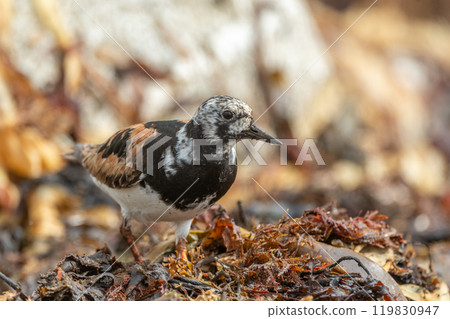 Ruddy Turnstone (Arenaria interpres) searching for food on an Atlantic coast shore. Ruddy Turnstone (Arenaria interpres) searching for food on an Atlantic coast shore. 119830947