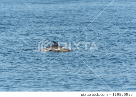 Common dolphin (Delphinus delphis) swimming on the surface of the water in the Iroise Sea. Common dolphin (Delphinus delphis) swimming on the surface of the water in the Iroise Sea. 119830953